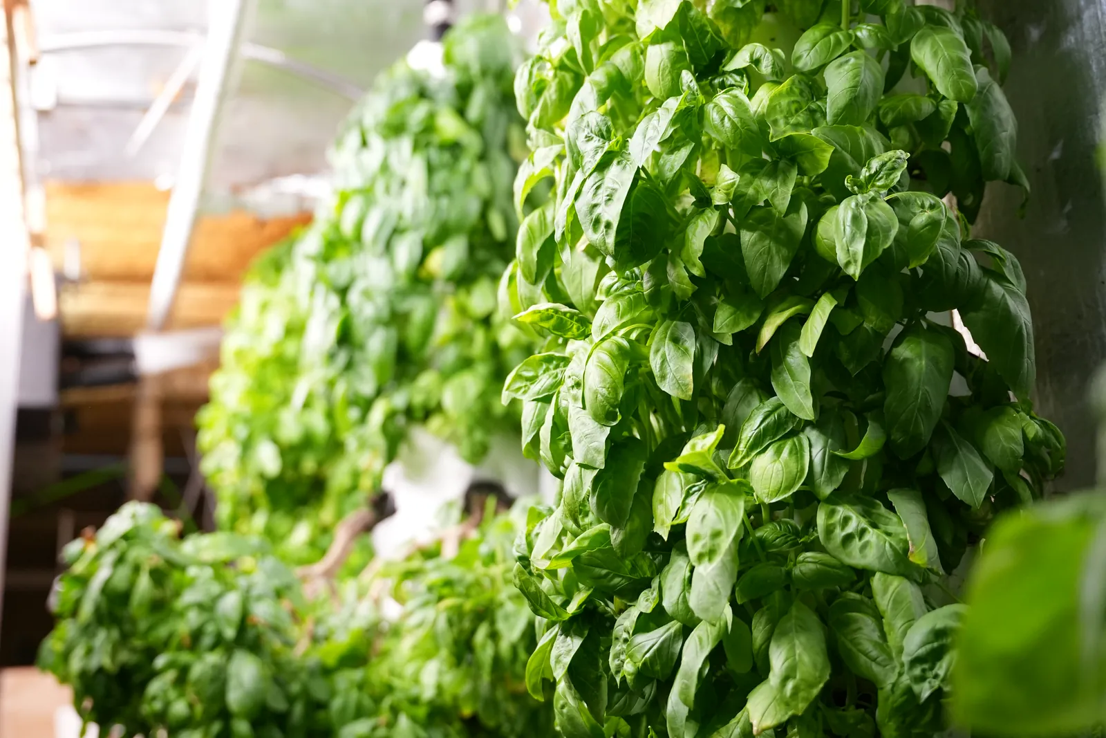 Fresh green basil leaves growing at Sustainabite.