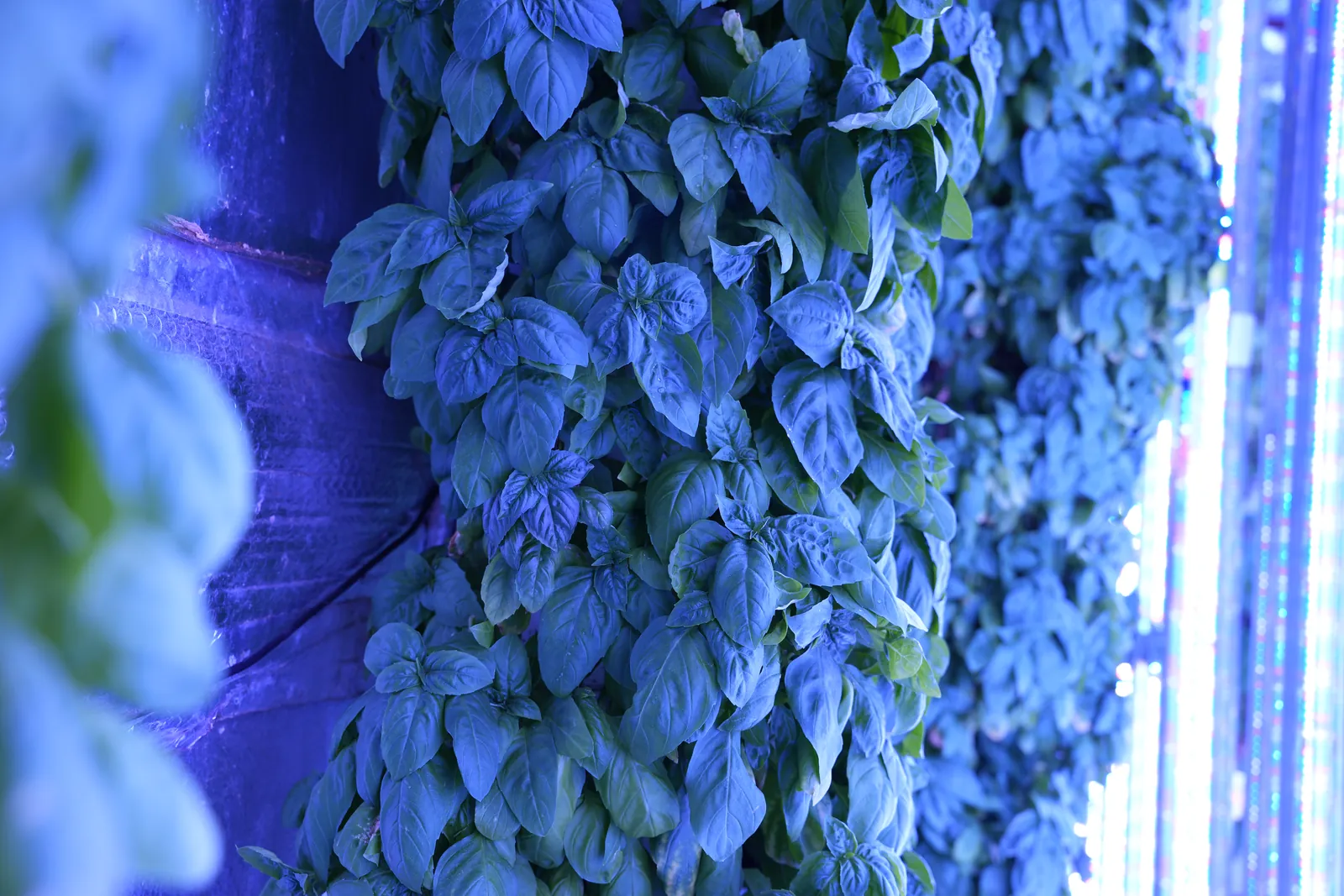 Rows of plants growing on vertical towers under LED lights in the Sustainabite farm.
